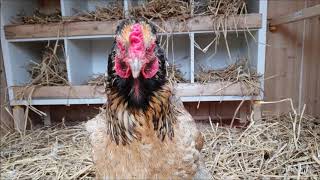 Kippenhok Zelf Maken मफत ऑनलइन वडय