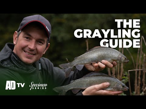 Phil Spinks Specimen Series - Chalk Stream Grayling