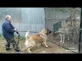 Caucasian Ovcharka Vs Wolf Test