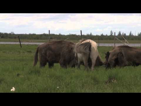 Сергей Зимов