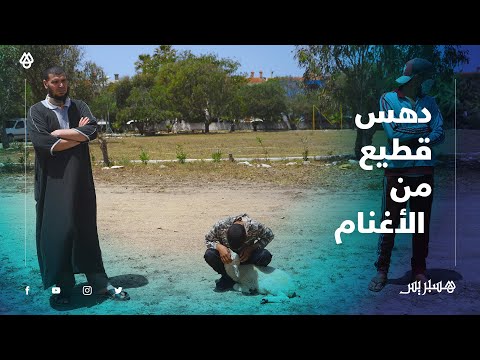 القصة الكاملة لدهس مواطن فرنسي قطيعا من الأغنام عمدا ضواحي المحمدية