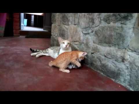Baby cat playing with their mother (Ramanas Garden)