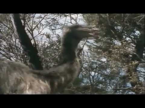 Once Upon Australia [1995] - Genyornis Screen Time (3rd Anniversary Special)