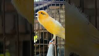 Download lagu beautiful canary singing   #bird #sound  #birds  #animals  #canary #funnyanimals mp3 Download lagu beautiful canary singing   #bird #sound  #birds  #animals  #canary #funnyanimals mp3