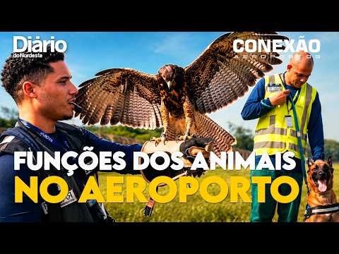Conexão Aeroportos: De cães a cabras, como os animais ajudam na segurança do Aeroporto do Rio?