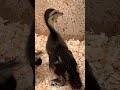 Are They Mallard Ducklings About A Week And Half Old