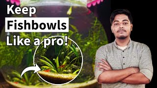 No more crisization for keeping a fishbowl. How to set up a no filtre fishbowl aquarium as beginner.