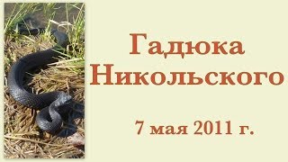 preview picture of video 'Гадюка Никольского 7 мая 2011 г.'