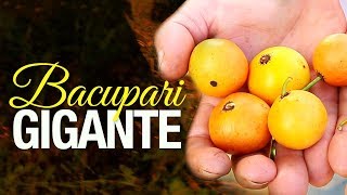 Miniatura do vídeo