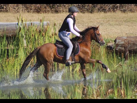 Cosmic Wizard - Cross Country