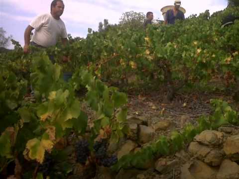 vendanges 2011 julio et kathia (Fenouillèdes,vallée de l'Agly)