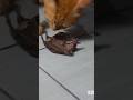 Cat Eating Bat Shorts Funnyanimals