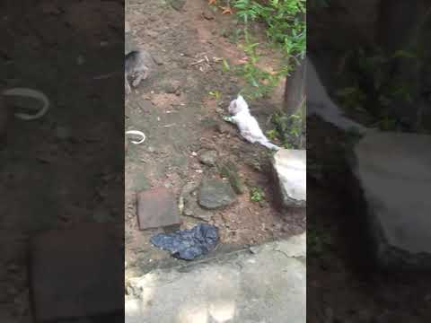 Tom and Angela fighting 🐈🐈