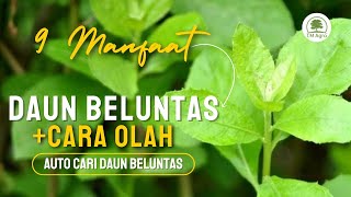 9 BENEFITS OF BELUNTAS LEAVES & HOW TO PROCESS THEM‼️🌱🍵