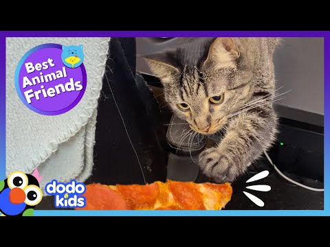 Cat Sisters Can’t Stop Touching Animals…or PIZZA?! | Dodo Kids | Best Animal Friends