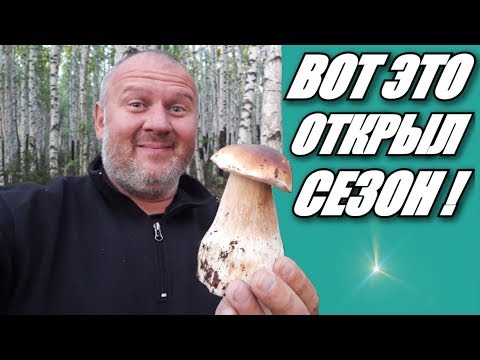 БЕЛЫЕ ГРИБЫ И СЫРОЕЖКИ / ПОХОД ЗА ГРИБАМИ ИЮЛЬ 2019 / ПЕРМСКИЙ КРАЙ