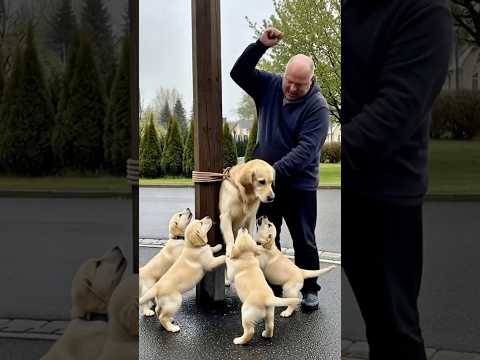 How This Dog Was Saved Will Surprise You