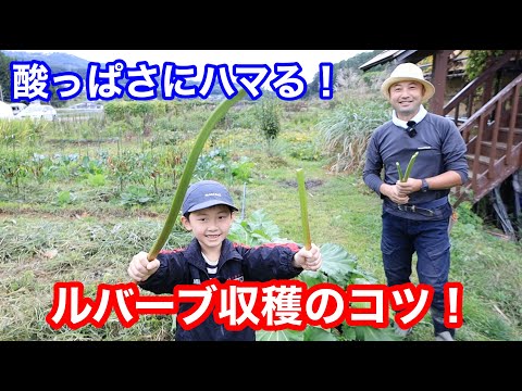 園芸 ルバーブの収穫