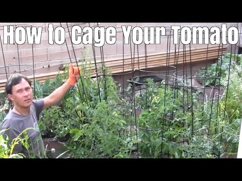 image-What is the best way to cage tomatoes?