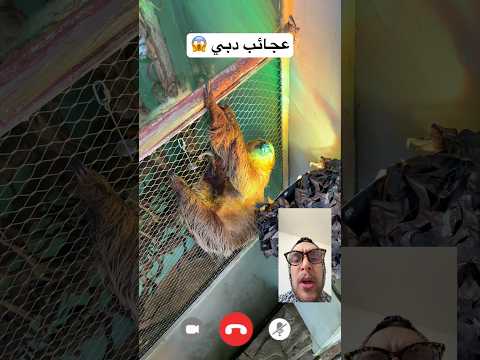 عجائب وغرائب دبي