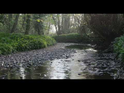 10 seconds of nature sounds