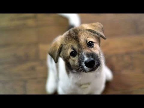 ОНИ ТОЖЕ ХОТЯТ ЖИТЬ! - социальный ролик, защита животных, социальная реклама