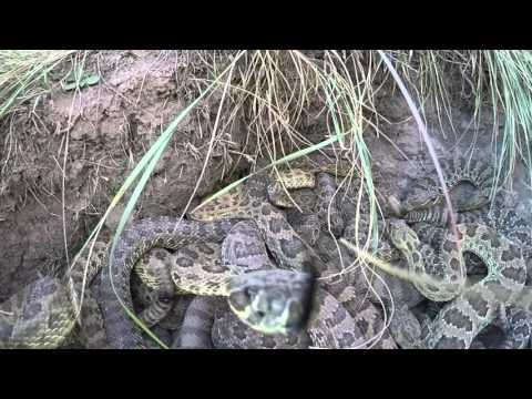 Angry Prairie Rattlesnakes Get Stressed By A GoPro Video Camera