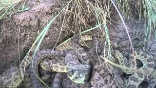 GoPro falls into pit of Rattlesnakes