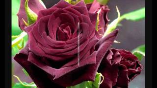 L'UN POUR L'AUTRE .... MAURANE ..wmv