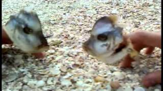 Кирпичи - Все Для Народа