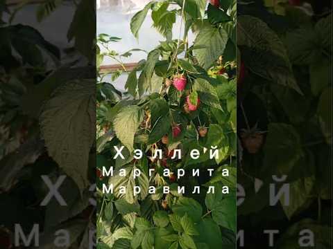 фото саженцы ремонтантной малины маргарита 0