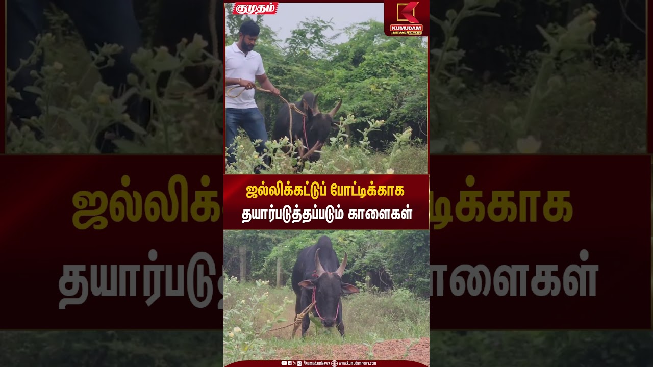 Jallikattu | ஜல்லிக்கட்டுப் போட்டிக்காகதயார்படுத்தப்படும் காளைகள்| Kumudam News