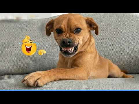 Unexpected Laugh with these Funny Dogs 🤣 Best Funniest Dog Videos of The Year