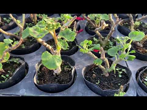 冬に向けてゼラニウムをいつ切るのですか？来年まで保管していたらどうなるでしょうか？  庭園