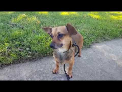 Grizzly, an adopted Dachshund & Chihuahua Mix in Normal, IL_image-1