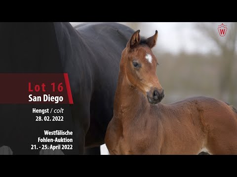 Fohlen-Auktion Lot 16 San Diego Hengst v. Sky - San Amour I
