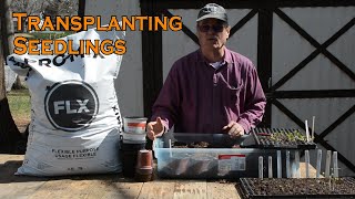 Transplanting Seedlings from Bulk Cell Trays to Individual Pots