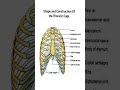 Thoracic Cage Anatomy Humananatomy Anatomy