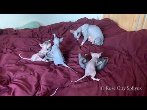 Sphynx kittens playing rambunctiously