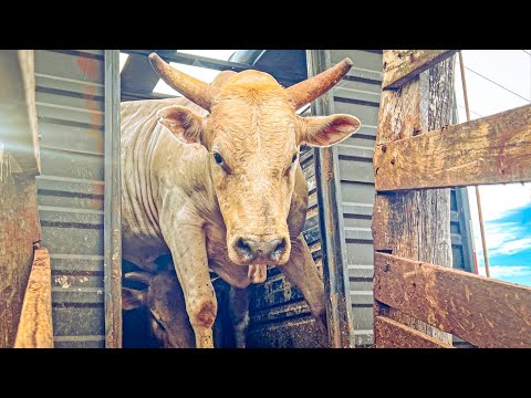 FINAL EM TOUROS - Rodeio de SANTA CRUZ DO RIO PARDO 2025 (Oficial 4K)