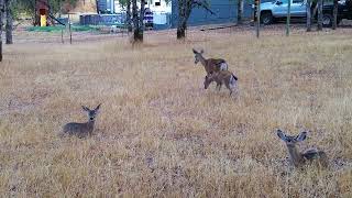 Deer in Field #deer #reddingca