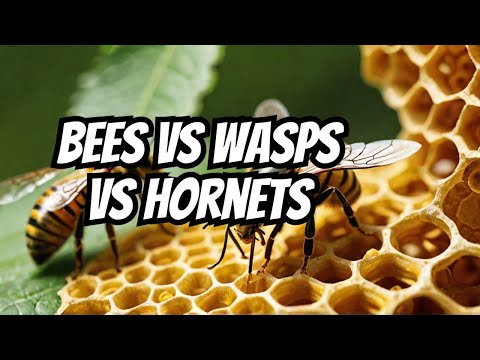 Bees, Wasps, and Hornets: The Ultimate Guide