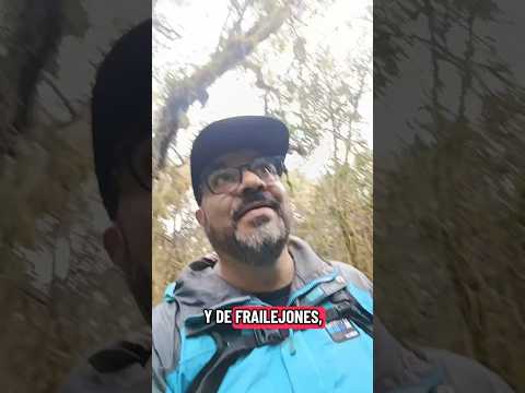 Una manera de conocer el páramo de El Ángel en la provincia del Carchi es visitando Espeletia Lodge