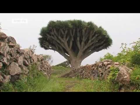 Das Ökoparadies: El Hierro | Video des Tages