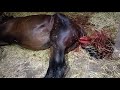 Uterine Prolapse In Horses