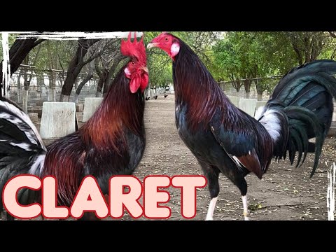 the claret line @elpoderdelpollo2342