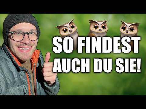 Ich habe Eulen am Schlafplatz gefunden🦉