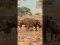 Brutal Hunting Tactics Of Hyenas And Wild Dogs Exposed Survivalofthefittest Wilddog