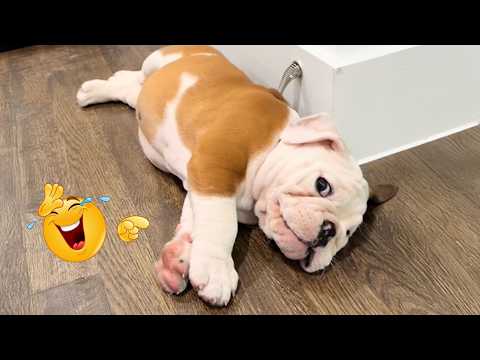 You Can’t Stop Laughing At These Dogs 🤣 FUNNIEST DOGS Video 2026
