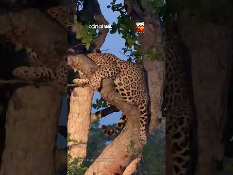 Onça-pintada prenha é flagrada descansando em árvore no Pantanal (MS)